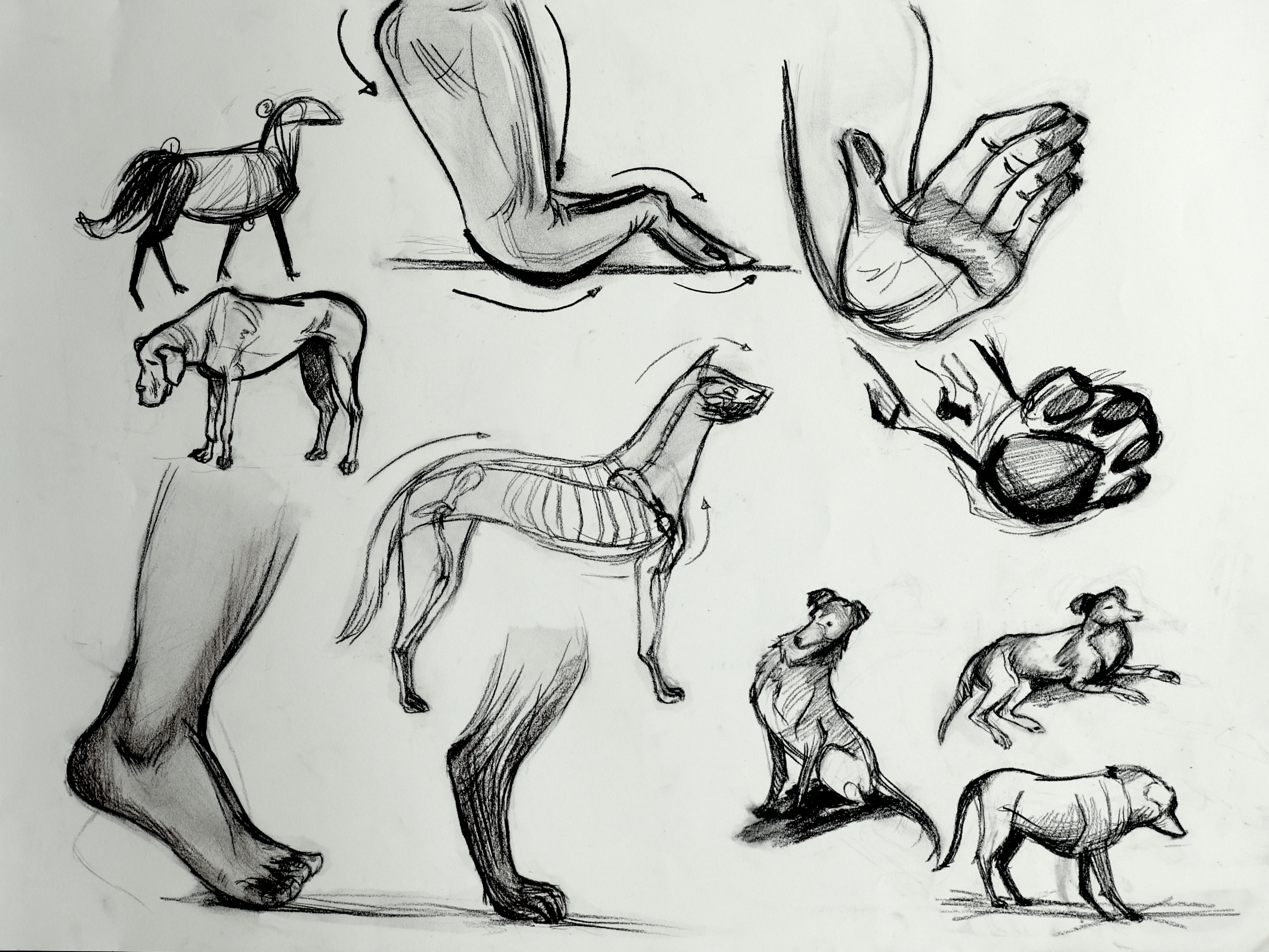 Charcoal sketches of horses, dogs, and hands